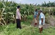 Polsek Balongbendo Tinjau Kesiapan Panen Jagung, Dukung Ketahanan Pangan 