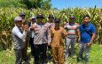 Polsek Balongbendo Intensifkan Pengelolaan Ketahanan Pangan Jagung Hibrida