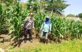 Antisipasi Dampak Cuaca terhadap Ketahanan Pangan, Polsek Prambon Kontrol Lahan Jagung 