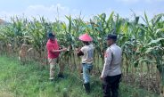 Polsek Prambon Cek Lahan Jagung di Desa Bulang