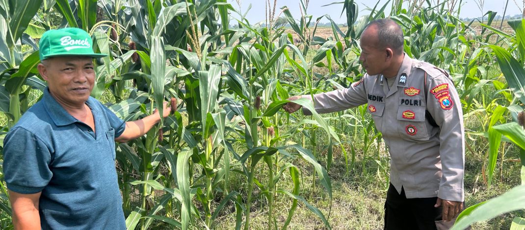Masifkan Swasembada Pangan dengan Mengelola Tanaman Jagung di Desa Prambon