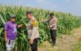 Dukung Swasembada Pangan, Polresta Sidoarjo Masif Dampingi Petani 