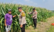 Dukung Swasembada Pangan, Polresta Sidoarjo Masif Dampingi Petani 