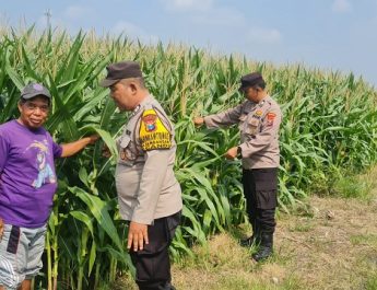 Dukung Swasembada Pangan, Polresta Sidoarjo Masif Dampingi Petani 