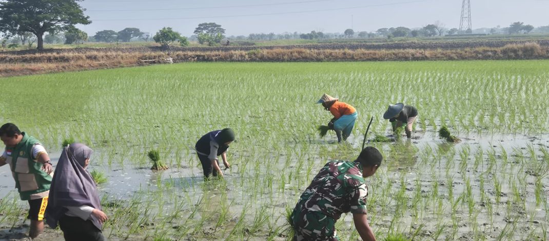 Sinergi Ketahanan Pangan,Babinsa Koramil 0812/25 Sarirejo Dampingi Petani Tanam Padi Inpari di Desa Simbatan