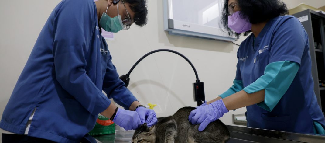 HJKS 2026, Pemkot Surabaya Sterilisasi 100 Kucing Gratis untuk Tekan Populasi Kucing Liar