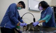 HJKS 2026, Pemkot Surabaya Sterilisasi 100 Kucing Gratis untuk Tekan Populasi Kucing Liar