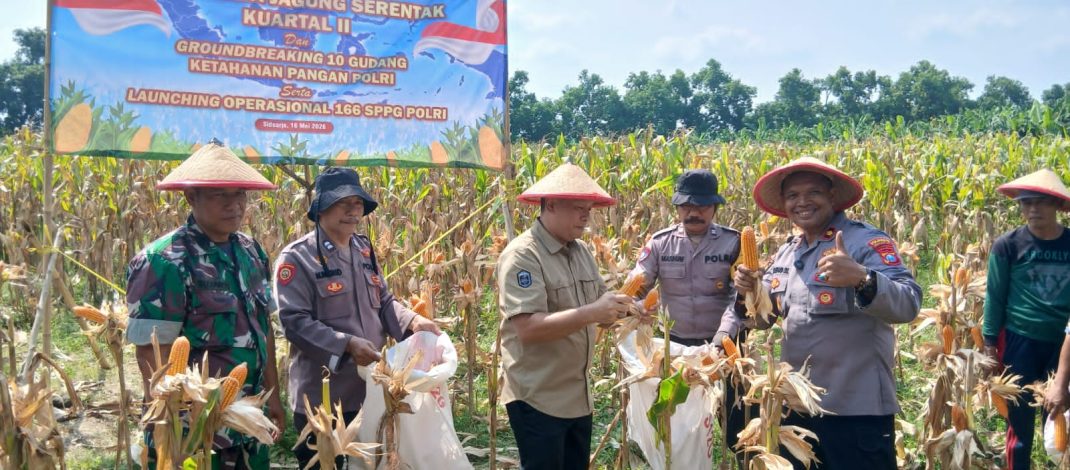 Polsek Balongbendo Panen Raya Jagung Perkasa Hybrida, Dukung Swasembada Pangan Nasional 2026