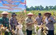 Polsek Balongbendo Panen Raya Jagung Perkasa Hybrida, Dukung Swasembada Pangan Nasional 2026