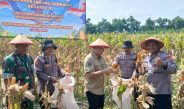 Polsek Balongbendo Panen Raya Jagung Perkasa Hybrida, Dukung Swasembada Pangan Nasional 2026