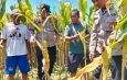 Dukung Swasembada Pangan, Polsek Prambon Terus Dampingi Petani