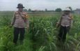 Polsek Krembung Rawat Jagung Hibrida Dukung Swasembada Pangan