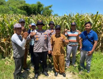 Polresta Sidoarjo Gelorakan Swasembada Pangan Dampingi Warga Tani Kelola Jagung Hibrida