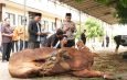 Polresta Sidoarjo Salurkan 100 Hewan Kurban