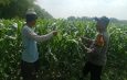 Polsek Balongbendo Tinjau Lahan Jagung, Dukung Swasembada Pangan di Sidoarjo