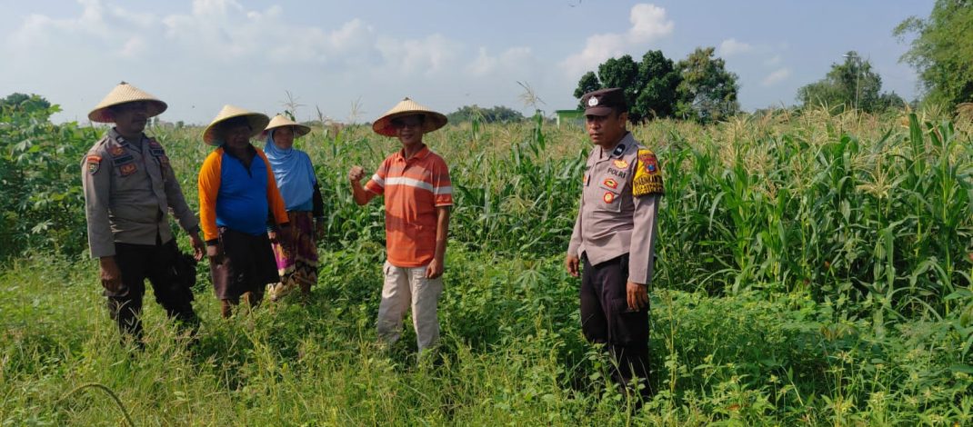 Polisi di Krembung Rawat Tanaman Jagung untuk Dukung Swasembada Pangan
