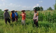 Polisi di Krembung Rawat Tanaman Jagung untuk Dukung Swasembada Pangan