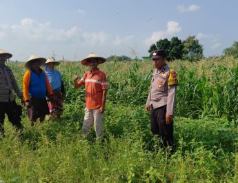 Polisi di Krembung Rawat Tanaman Jagung untuk Dukung Swasembada Pangan