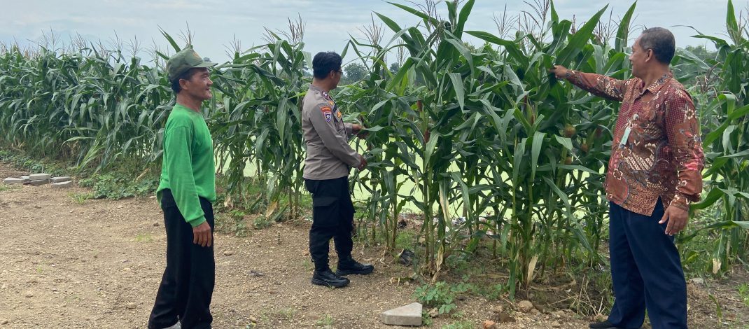 Polsek Tulangan Monitoring Tanaman Jagung Dukung Ketahanan Pangan di Desa Kemantren