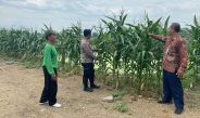 Polsek Tulangan Monitoring Tanaman Jagung Dukung Ketahanan Pangan di Desa Kemantren