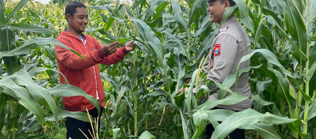 Anggota Polsek Tarik Patroli Kamtibmas Sambil Cek Perkembangan Tanaman Jagung Petani