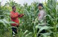 Anggota Polsek Tarik Patroli Kamtibmas Sambil Cek Perkembangan Tanaman Jagung Petani