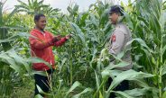 Anggota Polsek Tarik Patroli Kamtibmas Sambil Cek Perkembangan Tanaman Jagung Petani
