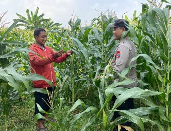 Anggota Polsek Tarik Patroli Kamtibmas Sambil Cek Perkembangan Tanaman Jagung Petani
