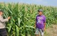 Tingkatkan Swasembada Pangan, Polsek Candi bersama Petani Kelola Lahan Jagung