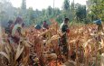 Sinergi dalam mendukung program ketahanan pangan. TNI dan Petani Panen Raya Jagung di Lahan Demplot Gondanglor