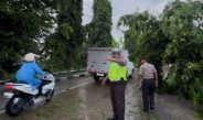 Polres Lamongan Bergerak Cepat Evakuasi Pohon Tumbang Akibat Tertabrak Truk Tangki di Babat