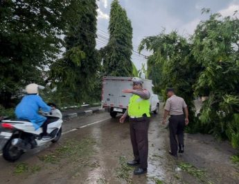 Polres Lamongan Bergerak Cepat Evakuasi Pohon Tumbang Akibat Tertabrak Truk Tangki di Babat