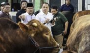 Wali Kota Eri Terbitkan SE Idul Adha 2026, Hewan Kurban Masuk Surabaya Wajib Vaksin PMK dan Kantongi SKKH 