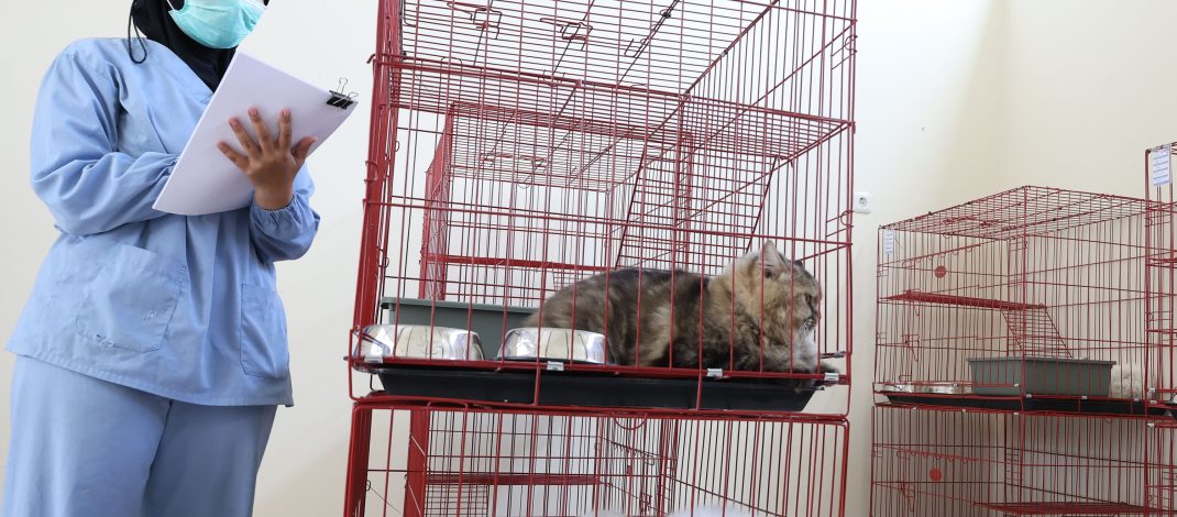 Sterilisasi Gratis Jadi Kado Ulang Tahun Surabaya ke-733, DKPP Siapkan Kuota 100 Kucing Lokal