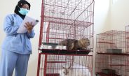 Sterilisasi Gratis Jadi Kado Ulang Tahun Surabaya ke-733, DKPP Siapkan Kuota 100 Kucing Lokal