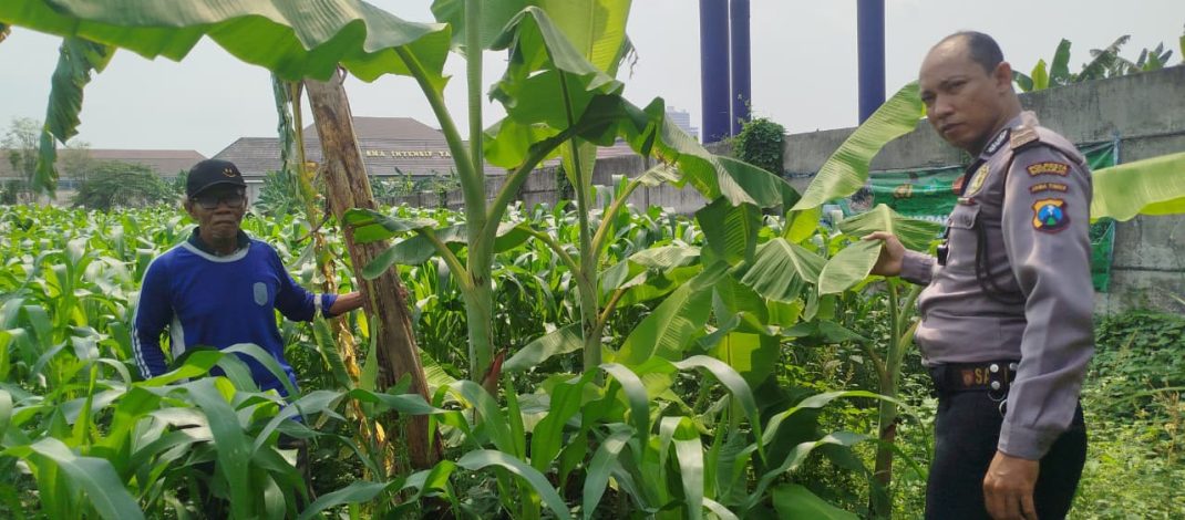 Bhabinkamtibmas Polsek Waru Pantau Pertumbuhan Jagung di Bungurasih, Dukung Swasembada Pangan Nasional