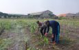 Polsek Sidoarjo Kota Intensif Dampingi Petani Jagung, Sukseskan Swasembada Pangan Nasional