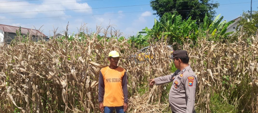 Polisi Pantau Pertumbuhan Jagung, Dukung Ketahanan Pangan di Kecamatan Prambon