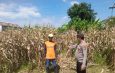 Polisi Pantau Pertumbuhan Jagung, Dukung Ketahanan Pangan di Kecamatan Prambon