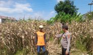 Polisi Pantau Pertumbuhan Jagung, Dukung Ketahanan Pangan di Kecamatan Prambon