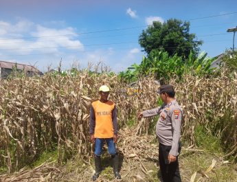 Polisi Pantau Pertumbuhan Jagung, Dukung Ketahanan Pangan di Kecamatan Prambon