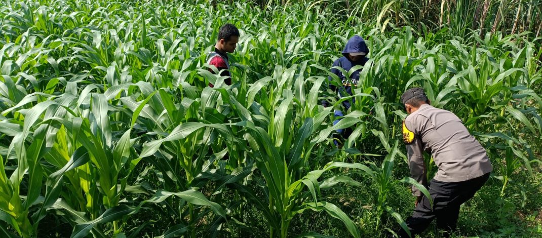 Polisi dan Petani Tingkatkan Program Swasembada Jagung, Pantau Lahan Jagung Desa Kedungsukodani