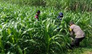 Polisi dan Petani Tingkatkan Program Swasembada Jagung, Pantau Lahan Jagung Desa Kedungsukodani