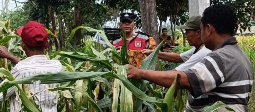 Anggota Polsek Krian Optimalkan Pertumbuhan Jagung untuk Ketahanan Pangan