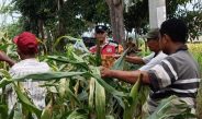 Anggota Polsek Krian Optimalkan Pertumbuhan Jagung untuk Ketahanan Pangan