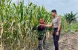 Polsek Babat Laksanakan Pengecekan Rutin Lahan Jagung Warga Desa Plaosan untuk Dukung Swasembada Pangan Nasional