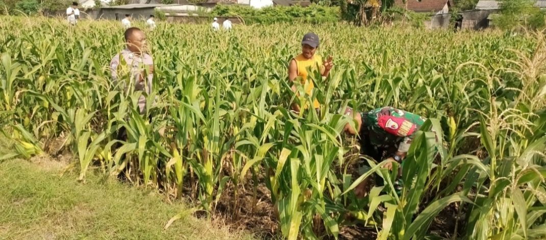 Bhabinkamtibmas Plosokerep Serap Keluhan Petani Demi Sukseskan Swasembada Pangan