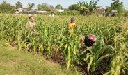 Bhabinkamtibmas Plosokerep Serap Keluhan Petani Demi Sukseskan Swasembada Pangan