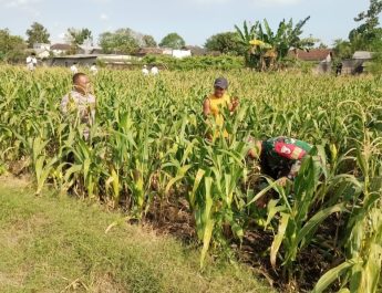 Bhabinkamtibmas Plosokerep Serap Keluhan Petani Demi Sukseskan Swasembada Pangan