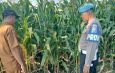 Dukung Ketahanan Pangan, Polsek Wonoayu bersama Petani Tanam Jagung 
